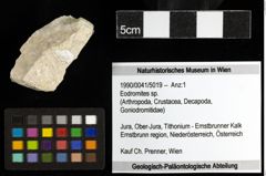 Foto (Objekt + Etiketten) von Eodromites sp. 